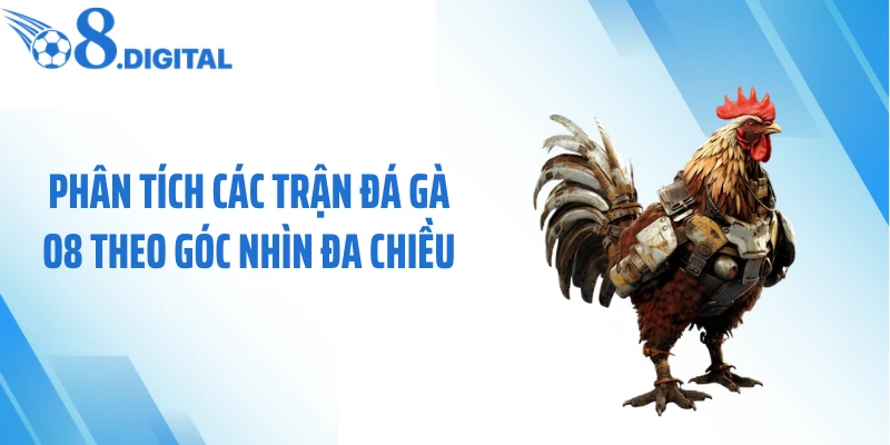 Phân tích các trận đá gà O8 theo góc nhìn đa chiều